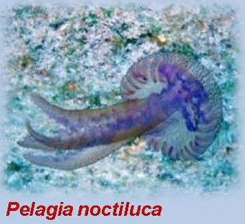 pelagia noctiluca jellyfish