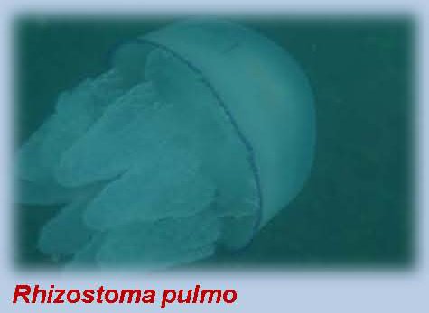 rhizostoma pulmo jellyfish
